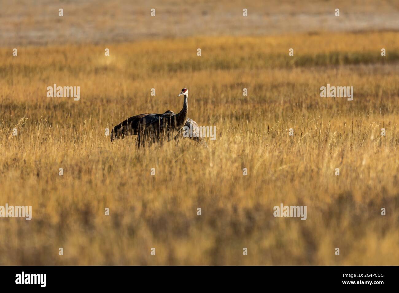 Sandhill Crane (Grus canadensis) in Yellowstone National Park, Wyoming Stock Photo