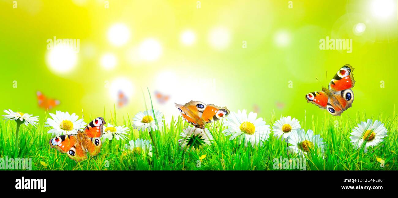 Flying butterfly in spring morning. Panoramic view Stock Photo - Alamy