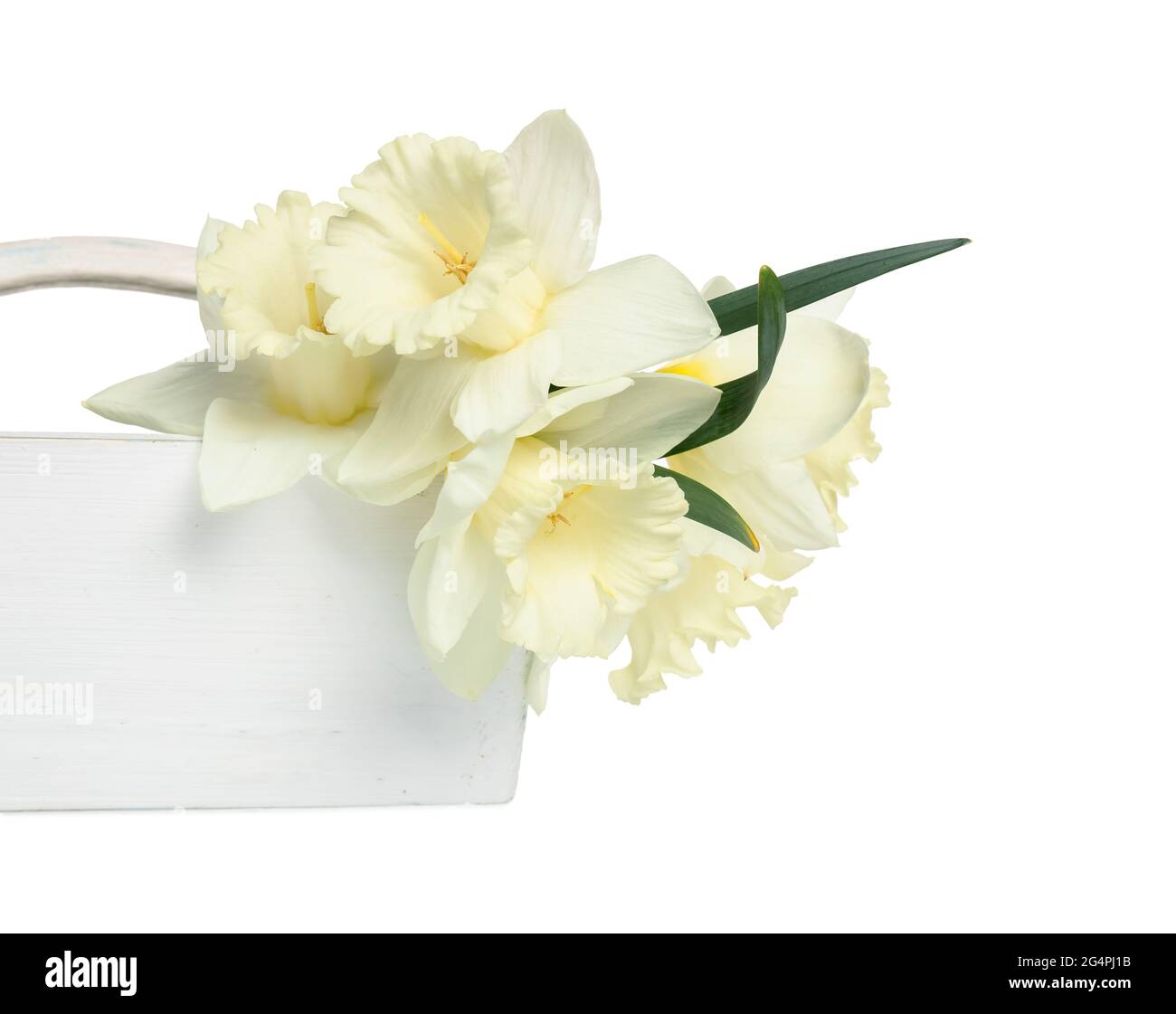 Bag with beautiful daffodils on white background Stock Photo - Alamy