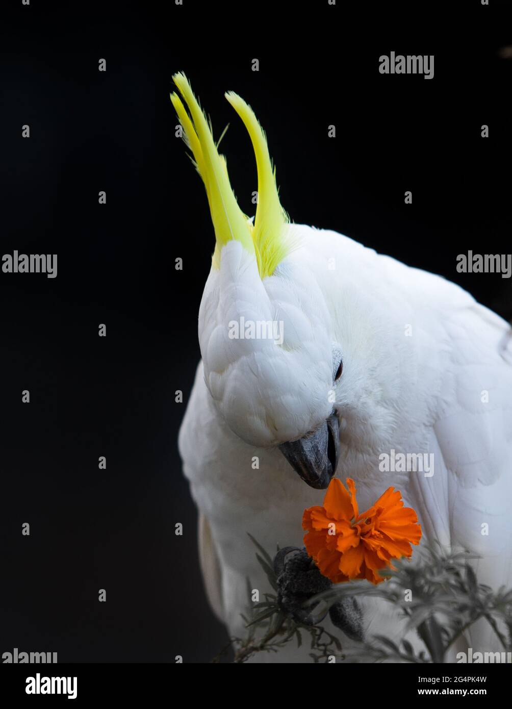 Sulphur Crested Cockatoo eating a flower Stock Photo Alamy