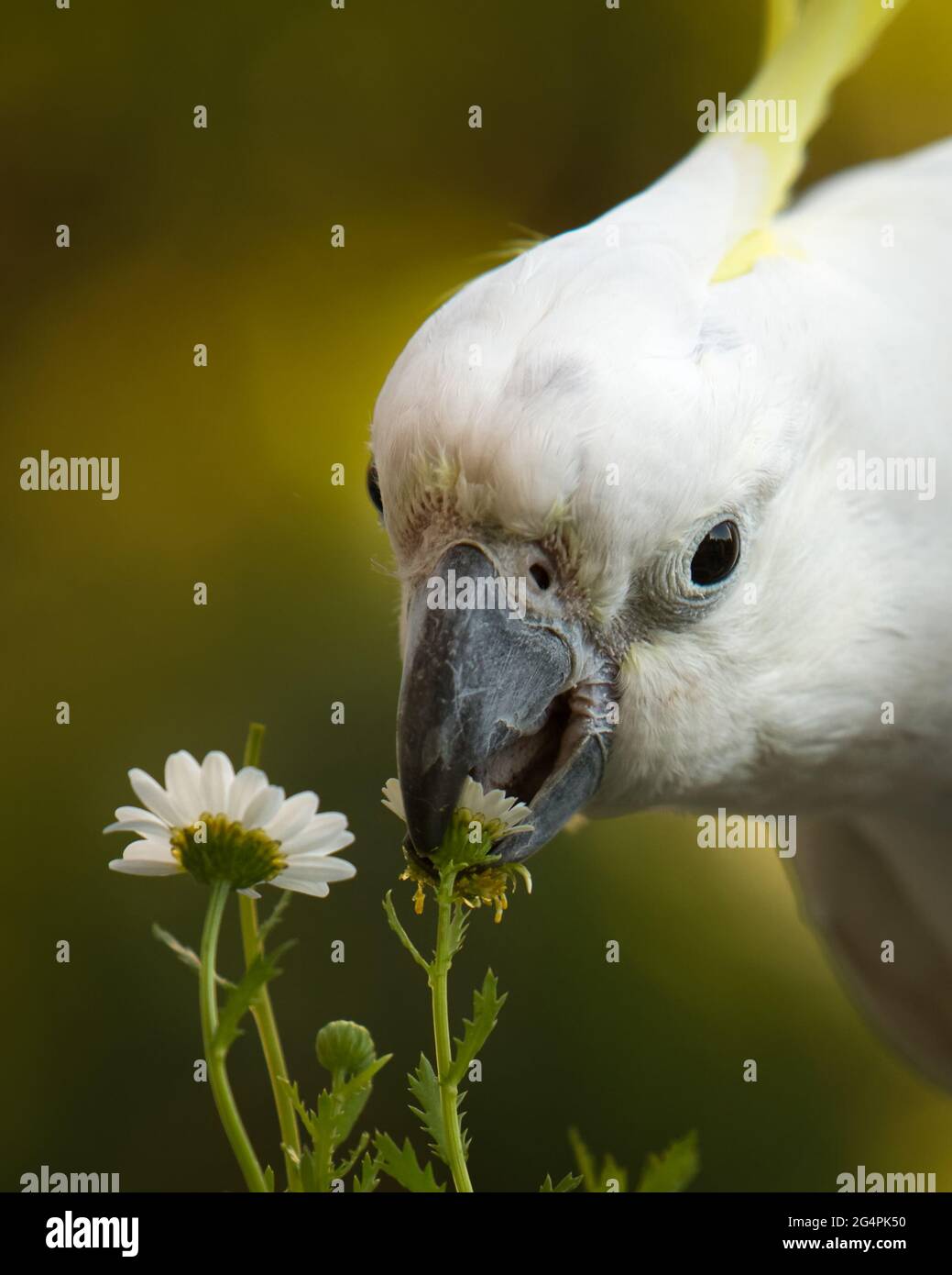 Sulphur Crested Cockatoo eating a flower Stock Photo Alamy