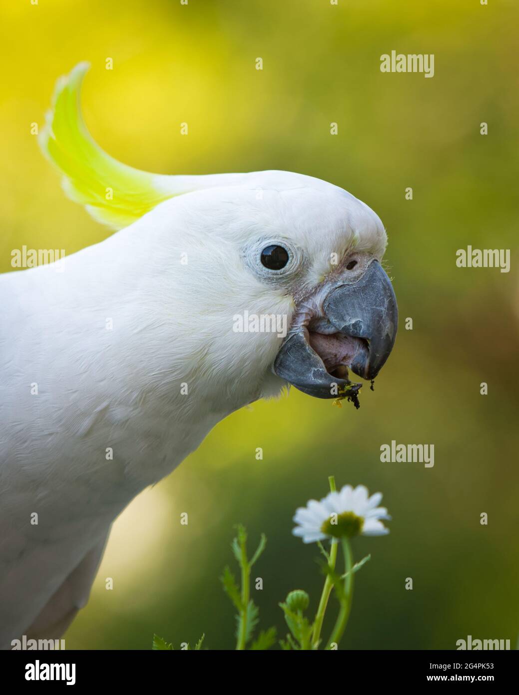 Sulphur Crested Cockatoo eating a flower Stock Photo Alamy