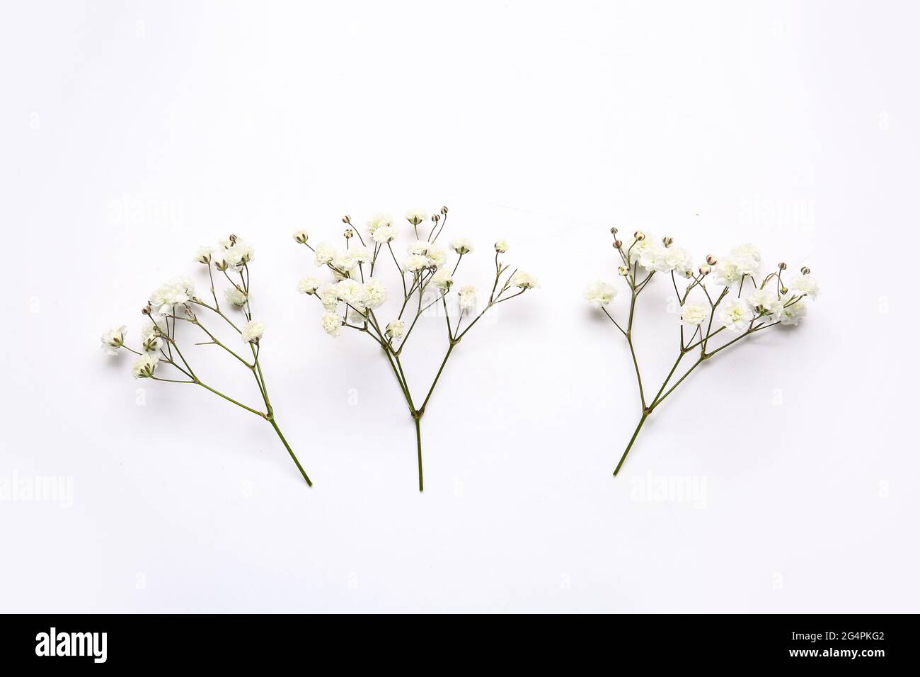 Beautiful gypsophila flowers on white background Stock Photo - Alamy
