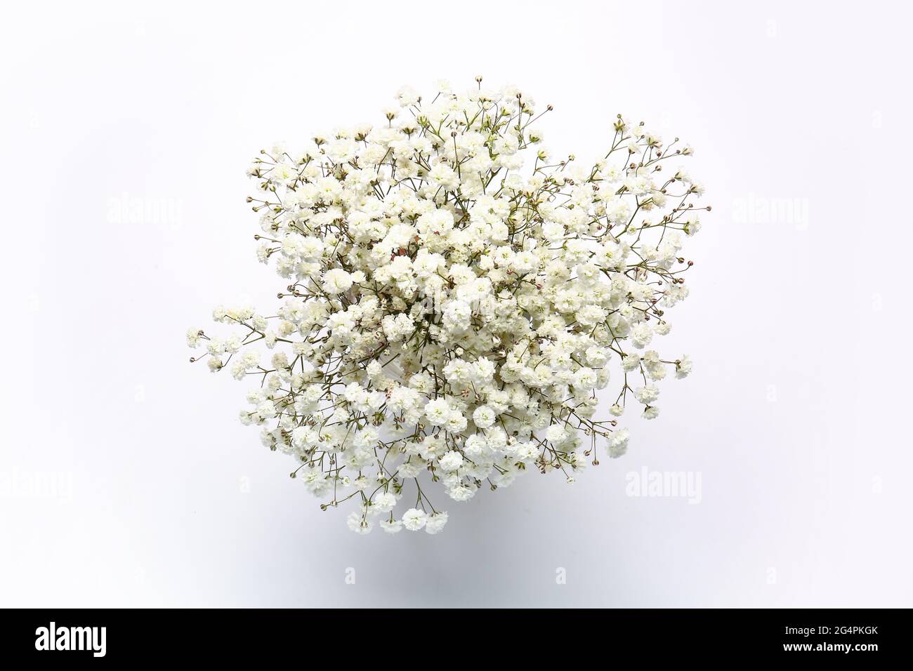 Beautiful gypsophila flowers on white background Stock Photo - Alamy