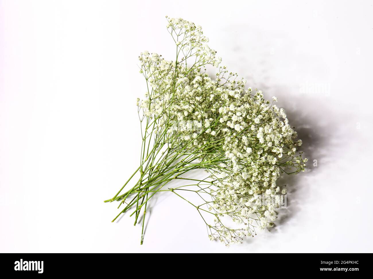 Beautiful gypsophila flowers on white background Stock Photo - Alamy