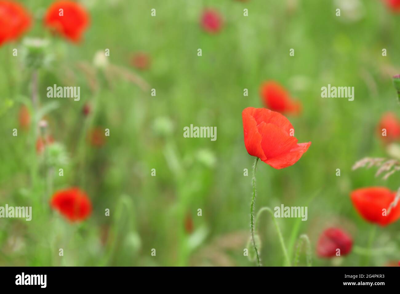 Beautiful poppy flowers in field Stock Photo - Alamy