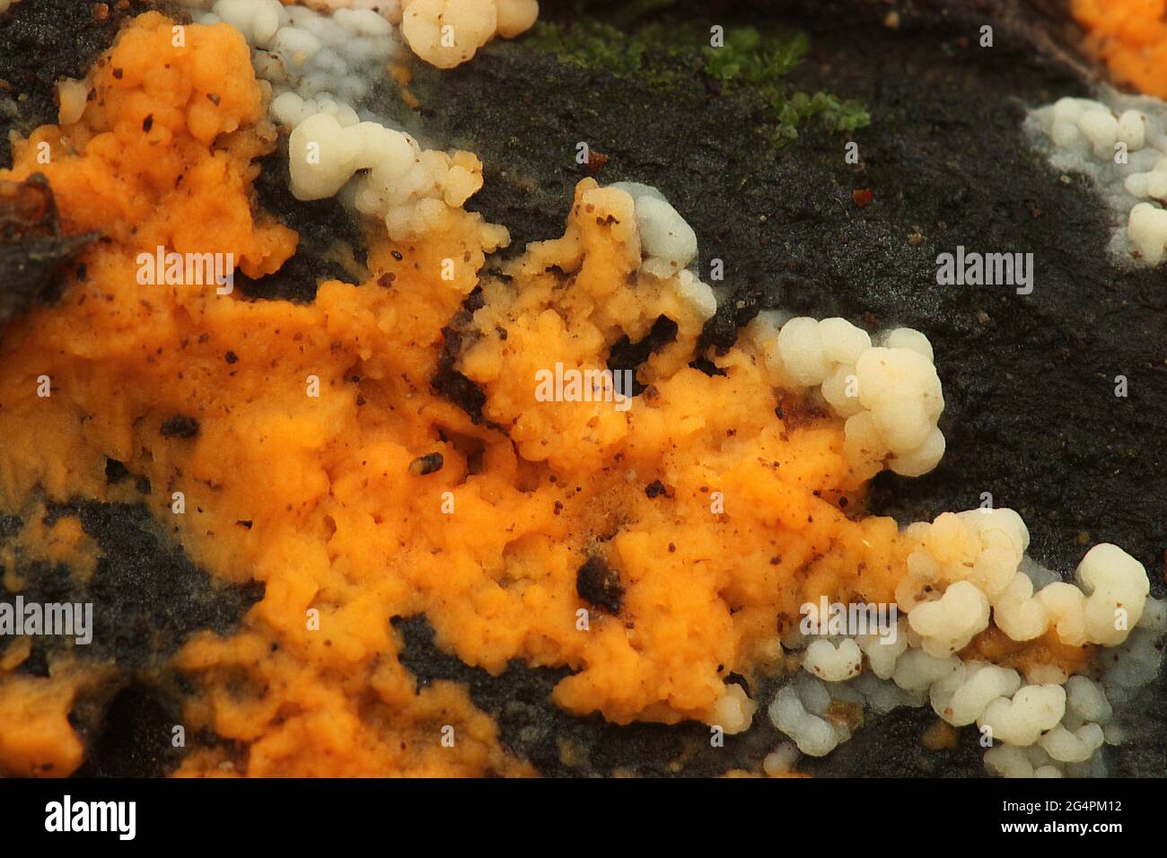 Slime mold/jelly fungus (Dacrymyces Stock Photo Alamy
