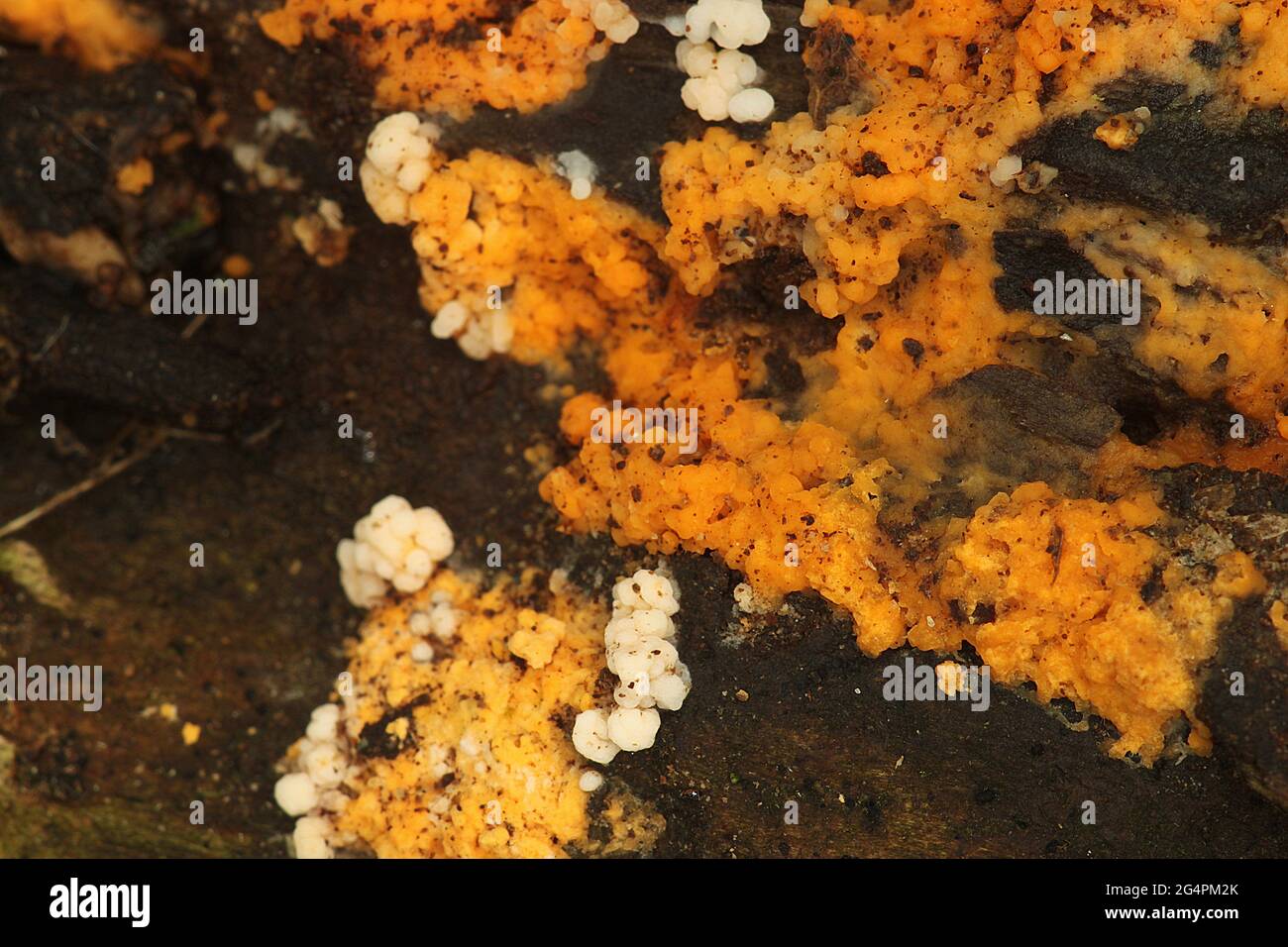 Slime mold/jelly fungus  (Dacrymyces?) Stock Photo