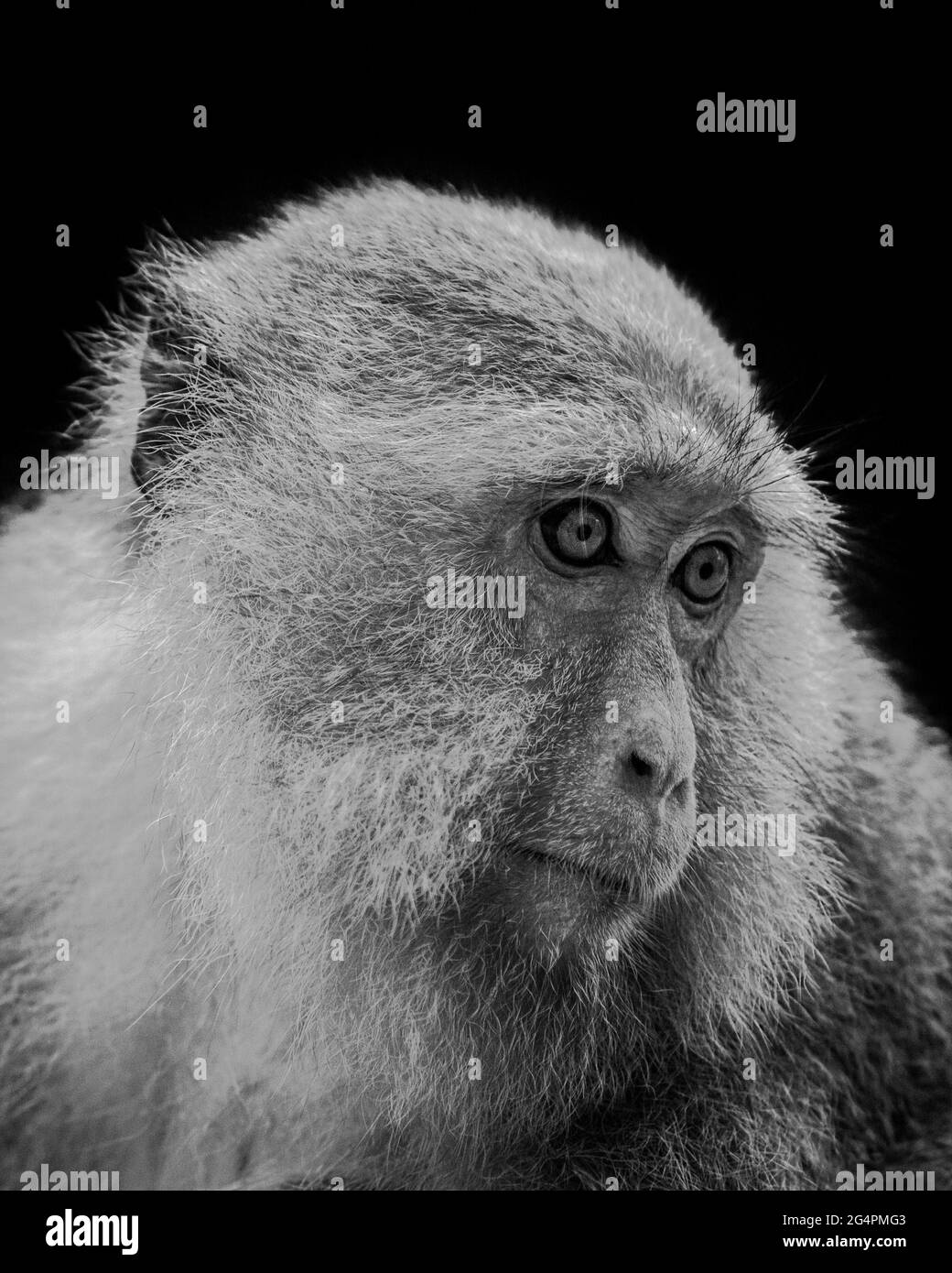 Crab eating Macaque Monkey Stock Photo