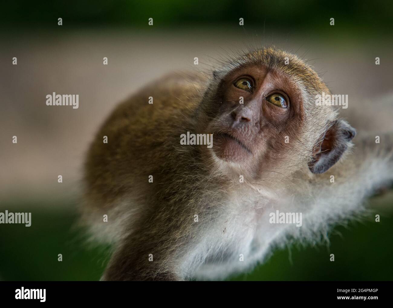 Crab eating Macaque Monkey Stock Photo