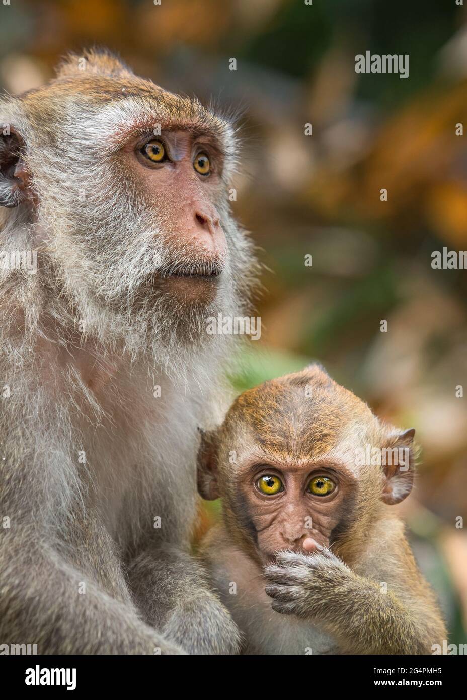 crabeating macaque monkey and baby Stock Photo Alamy