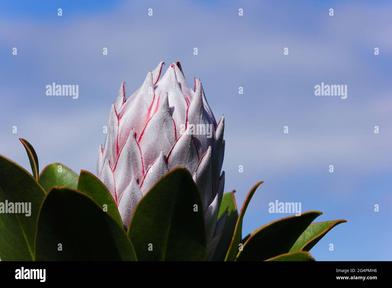 King Protea Flower Head Bulb With Blue Sky (Protea cynaroides) Stock Photo