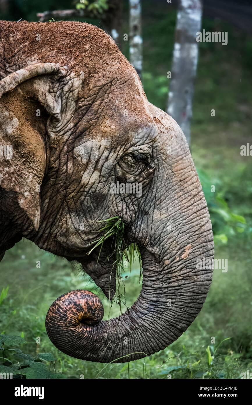 Asian Elephants in Phuket Thailand Stock Photo