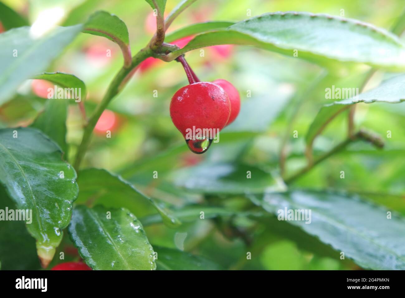 Water Droplet On Fresh Red Fruit Ardisia crenata Stock Photo