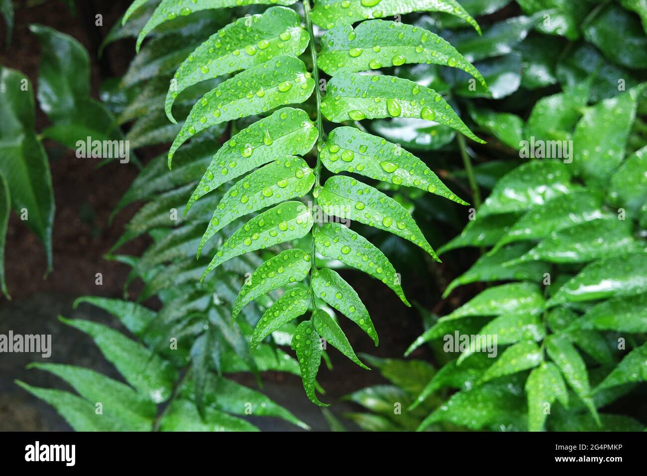 Water drops on green leaves Cyrtomium caryotideum Stock Photo