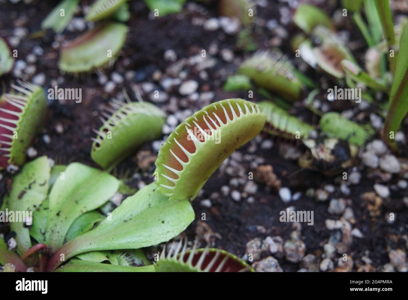 Venus flytrap Dionaea muscipula Carnivorous Plants Stock Photo