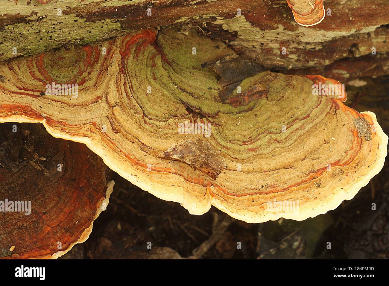 Turkey tail bracket fungus (Stereum versicolor) Stock Photo