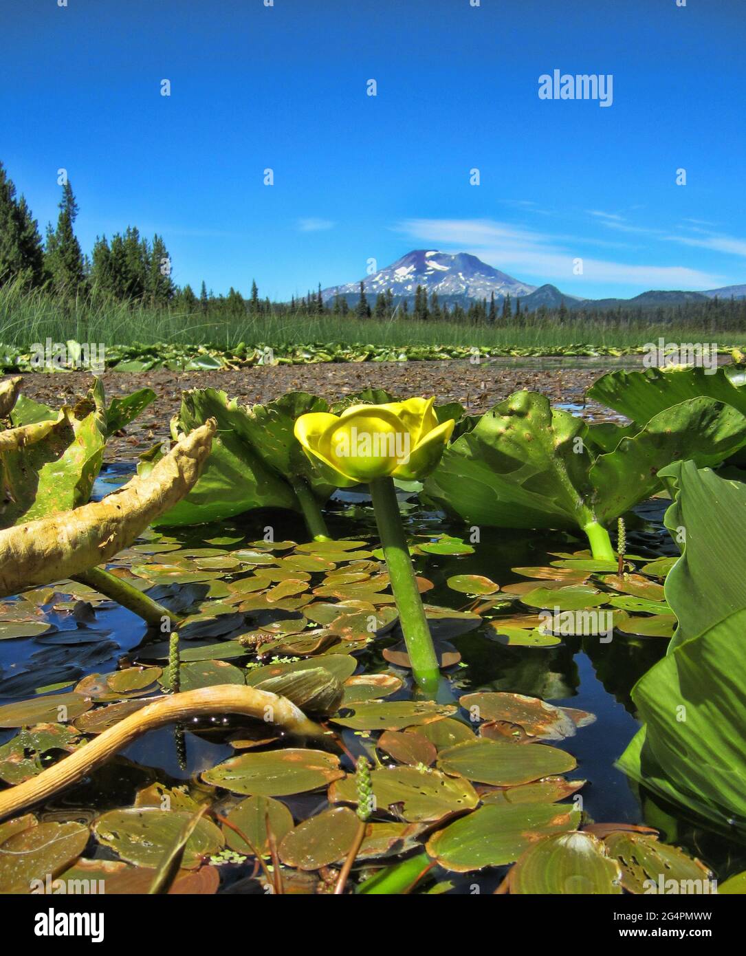 A Day at Hosmer Lake, Oregon Stock Photo