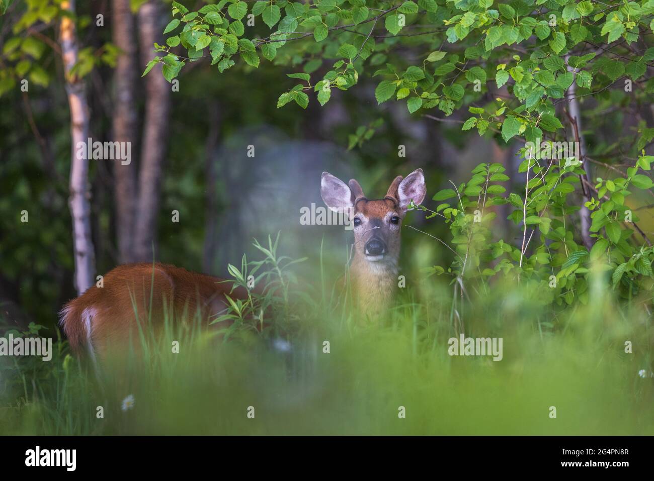 Young white-tailed buck in northern Wisconsin. Stock Photo