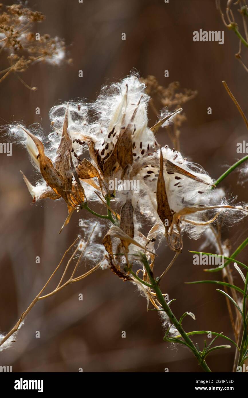 Whorled Milkweed, Asclepias verticillata, seed pods open to spread seeds in San Joaquin Valley habitat, Merced County, California. Stock Photo