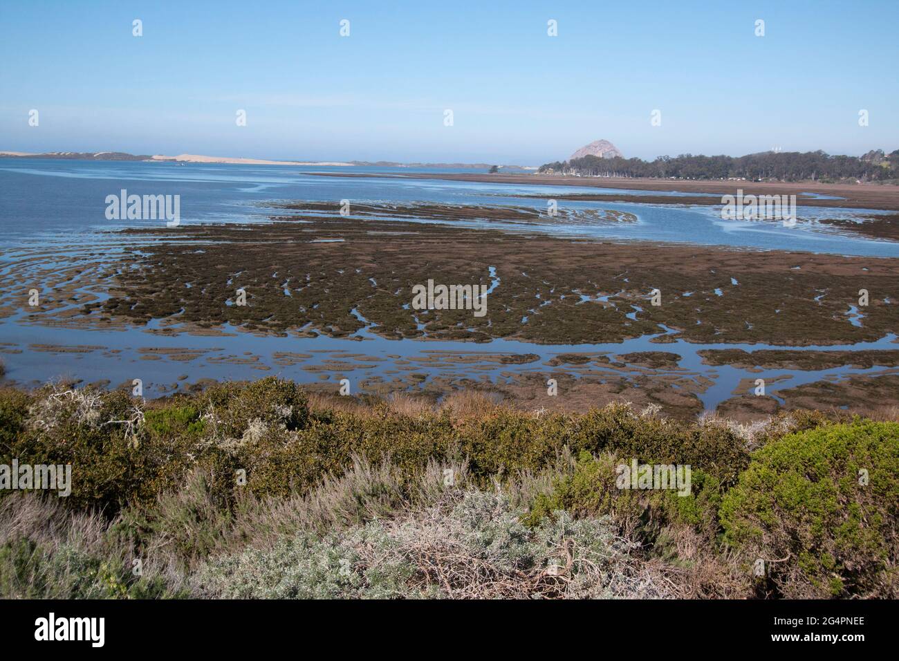 The ecologically-important California's Central Coast Morro Bay Estuary at low tide during late winter. Stock Photo
