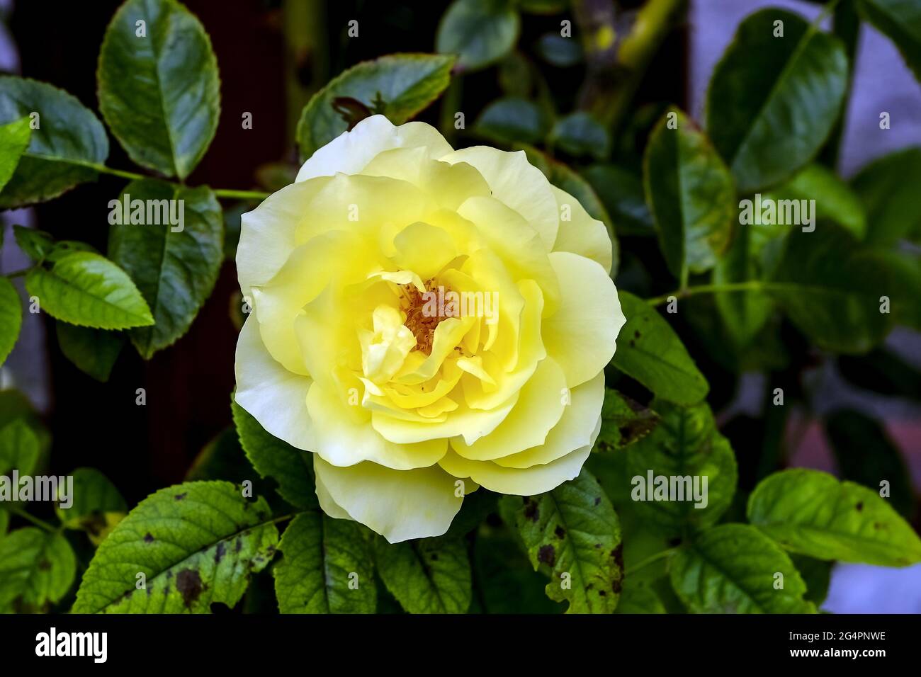 Yellow flower of a climbing rose named "Goldregen" (Rosaceae), rambler
