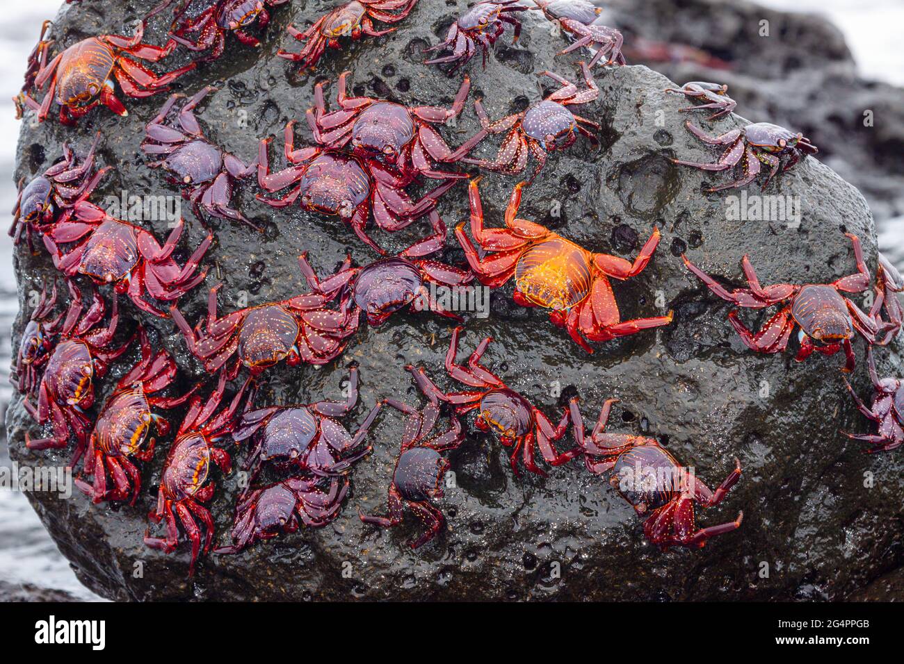 Sally Lightfoot Crabs, Graspus graspus, cover a boulder in their search for algae to dine on in this intertidal zone, Santa Cruz Island, Galapagos. Stock Photo