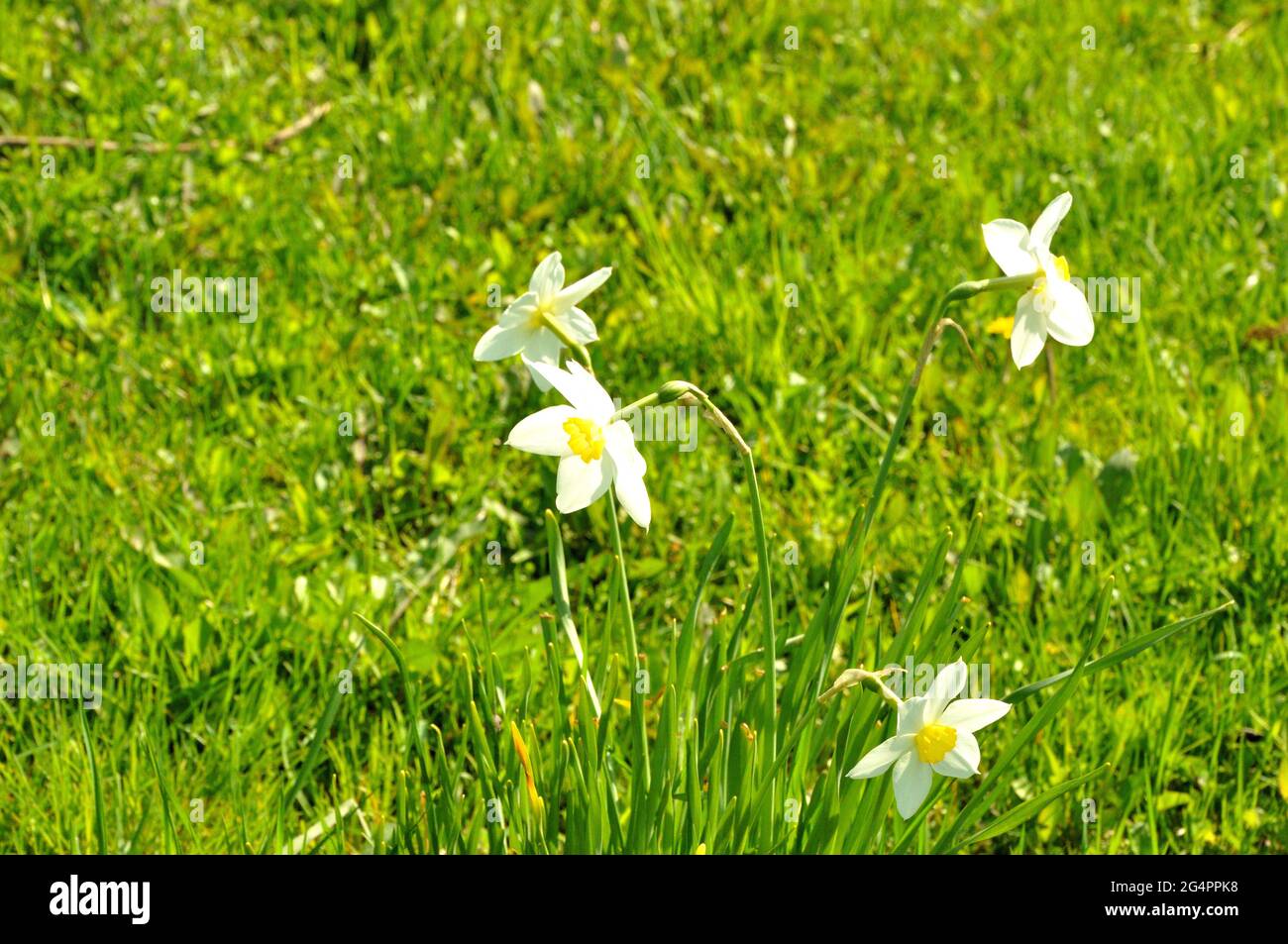 Four white daffodil flowers on tall stalks grow in a clearing overgrown
