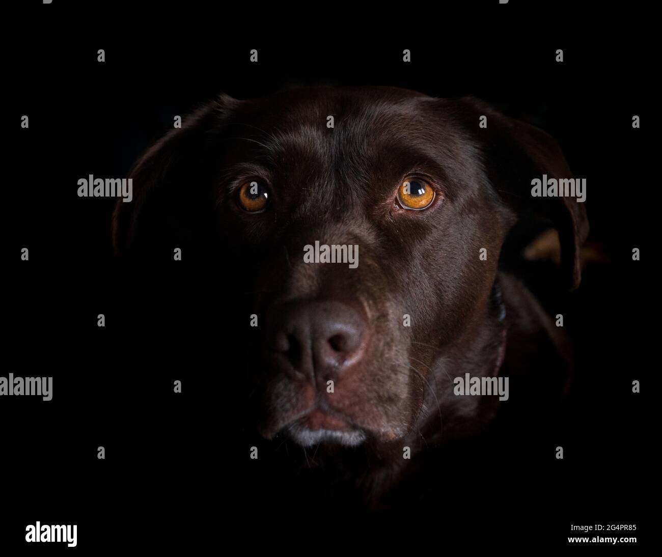 Brown Labrador dramatic Stock Photo