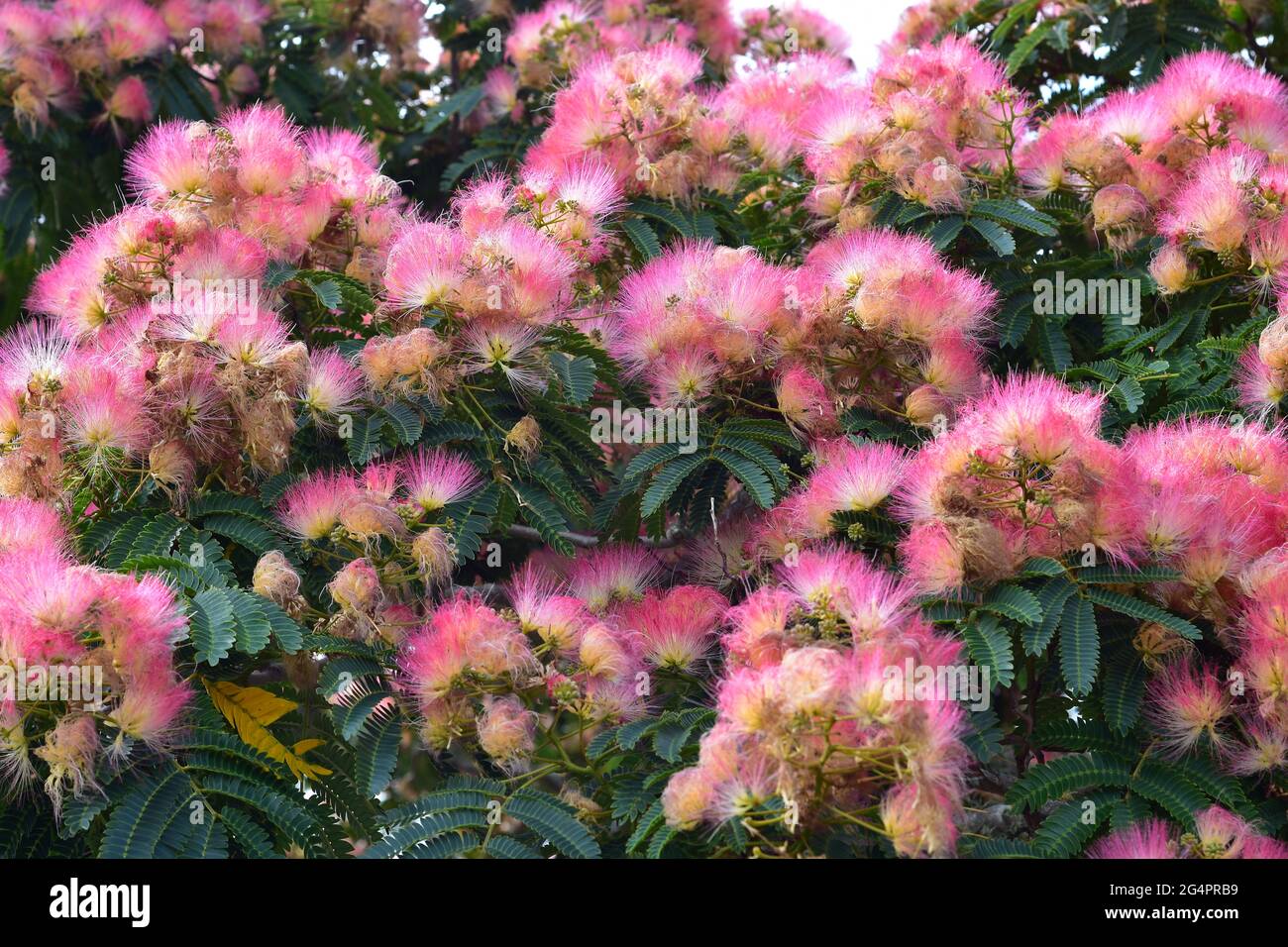 Pink fluffy compound flowers of mimosa Albizia julibrissin in full bloom. Stock Photo