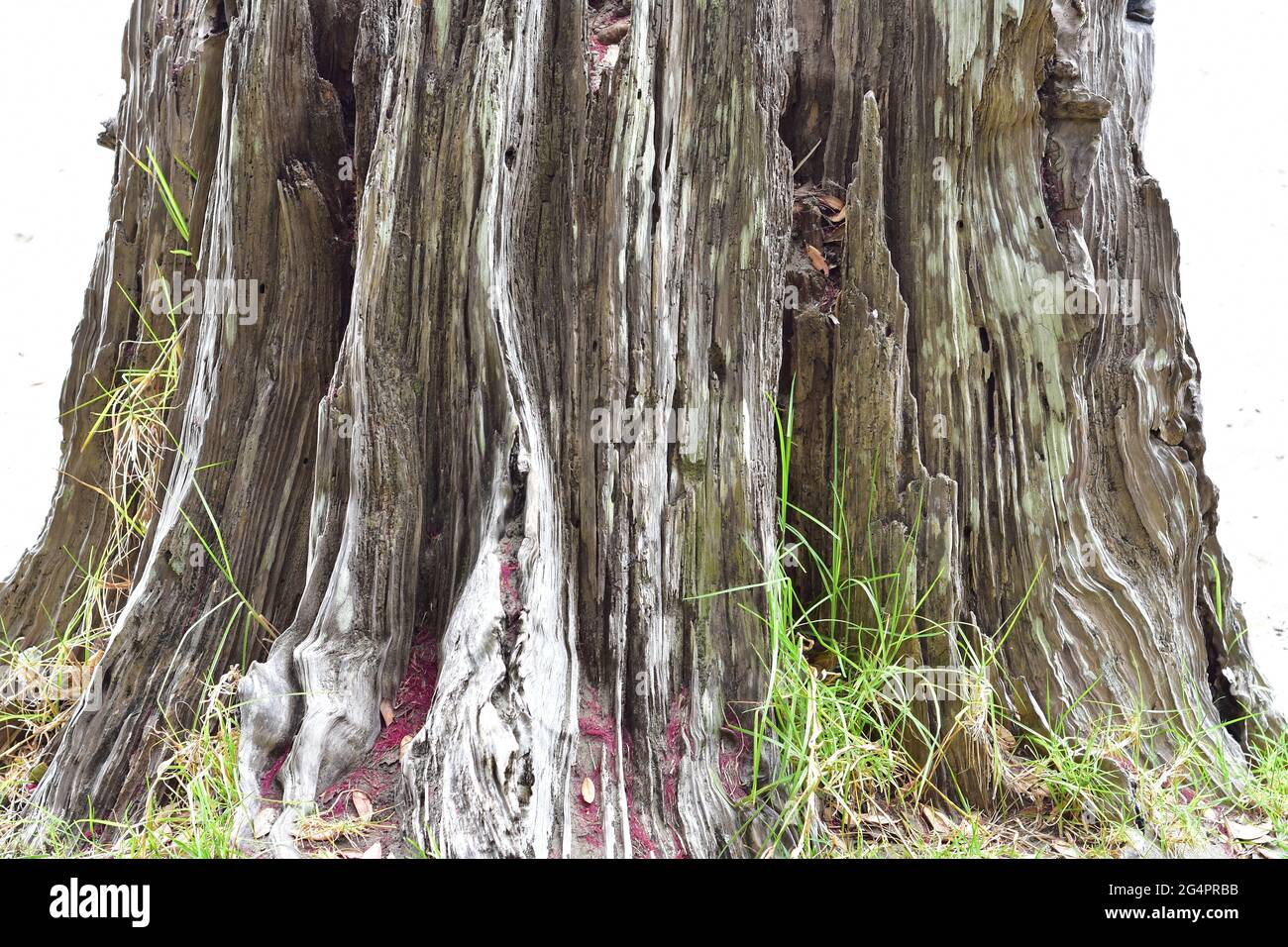 Weathered stump of large tree with no bark and deep cracks. Stock Photo