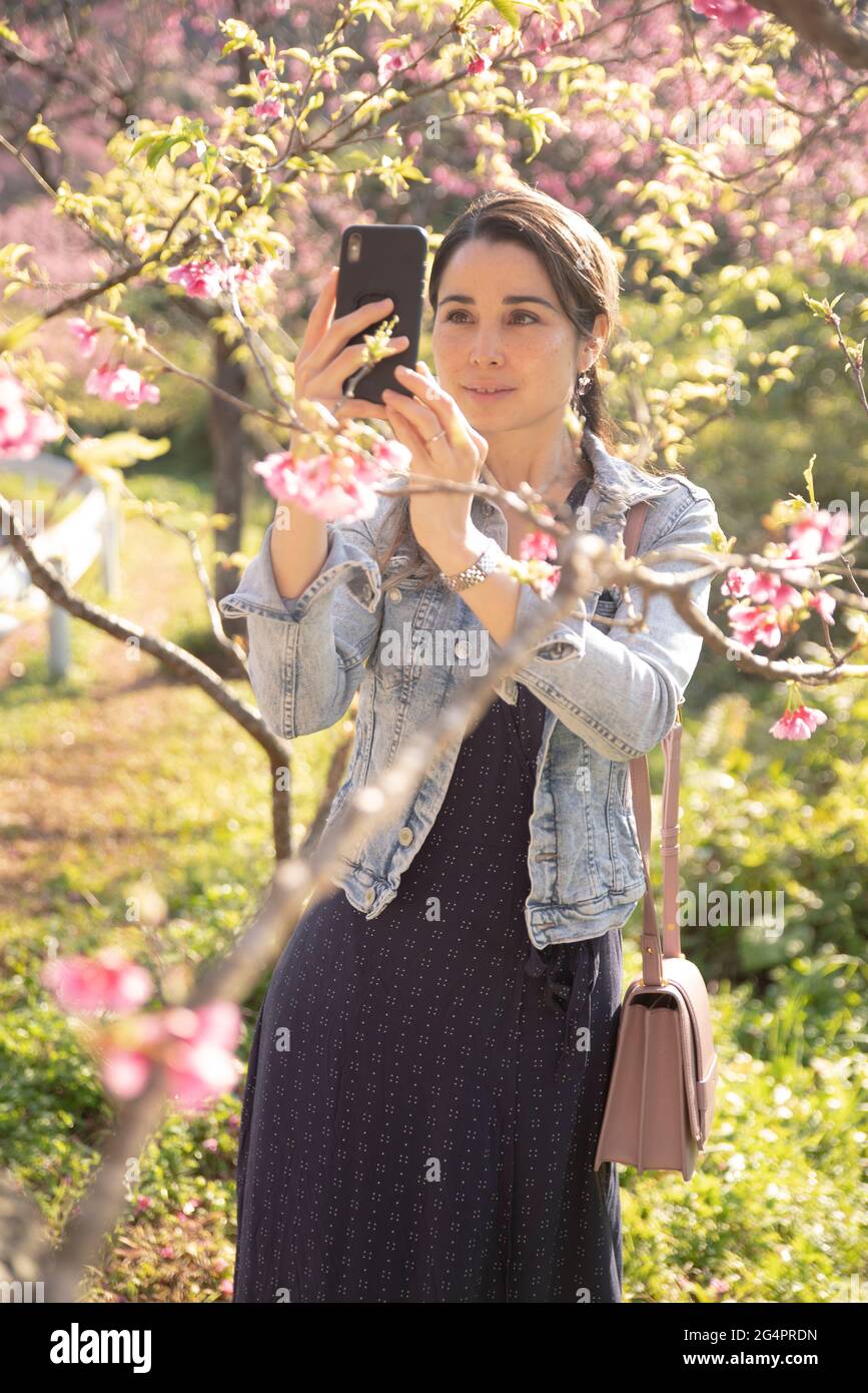 Woman taking photos with iPhone of cherry blossom at Mount Yae ( Yaedake ) in Motobu, Okinawa, Japan Stock Photo