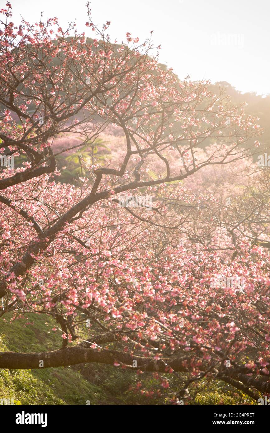 イイハナ】お供え花 プリザーブドフラワー「雫～ラベンダー