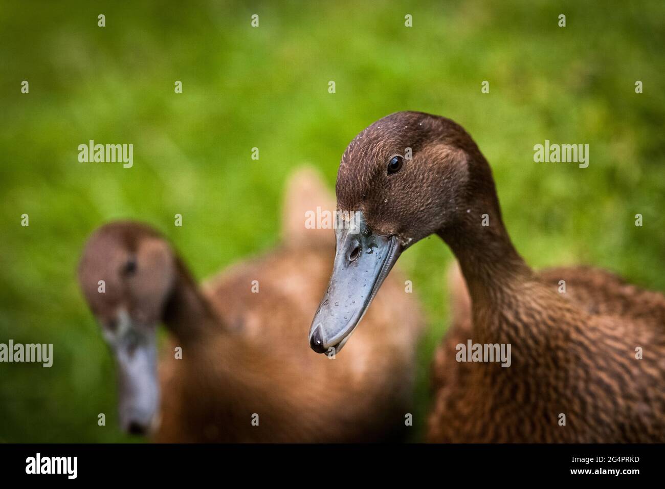 Little Brown Duck Stock Photo Alamy