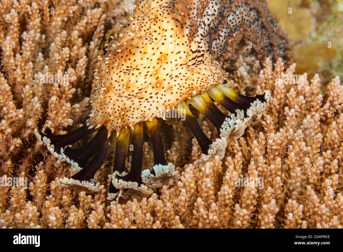 Graeff's Sea Cucumber, Pearsonothuria graeffei, previously known as Bohadschia graeffei. This image shows the tentacles, also known as mop, of this ad Stock Photo