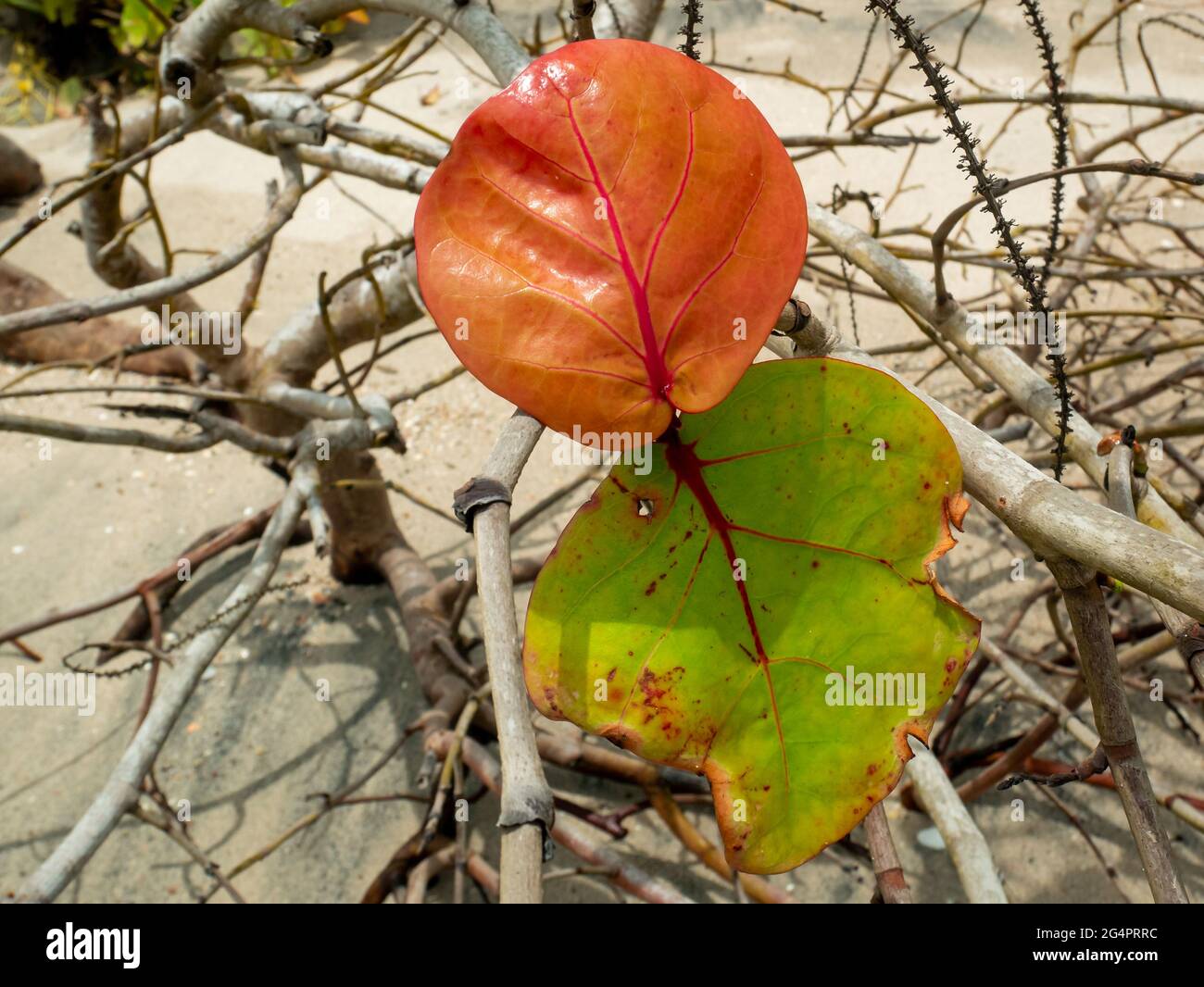 Red and Green Leaves of the Dry Plant Known as Seagrape and Baygrape (Coccoloba uvifera) Stock Photo