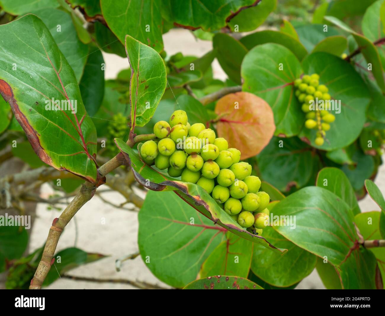 Raw Fruits of the Plant Known as Seagrape and Baygrape (Coccoloba uvifera) in the Palomino's Beach, in La Guajira, Colombia Stock Photo
