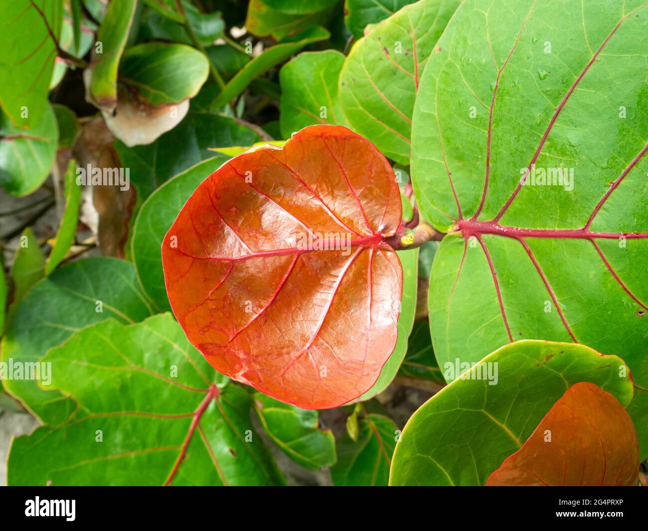 Red and Green Leaves of the Plant Known as Seagrape and Baygrape (Coccoloba uvifera) Stock Photo