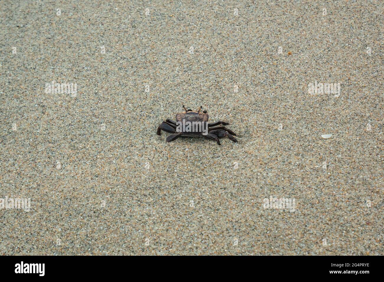 Black Crab Walking in the Sand in Palomino's Beach in La Guajira, Colombia Stock Photo