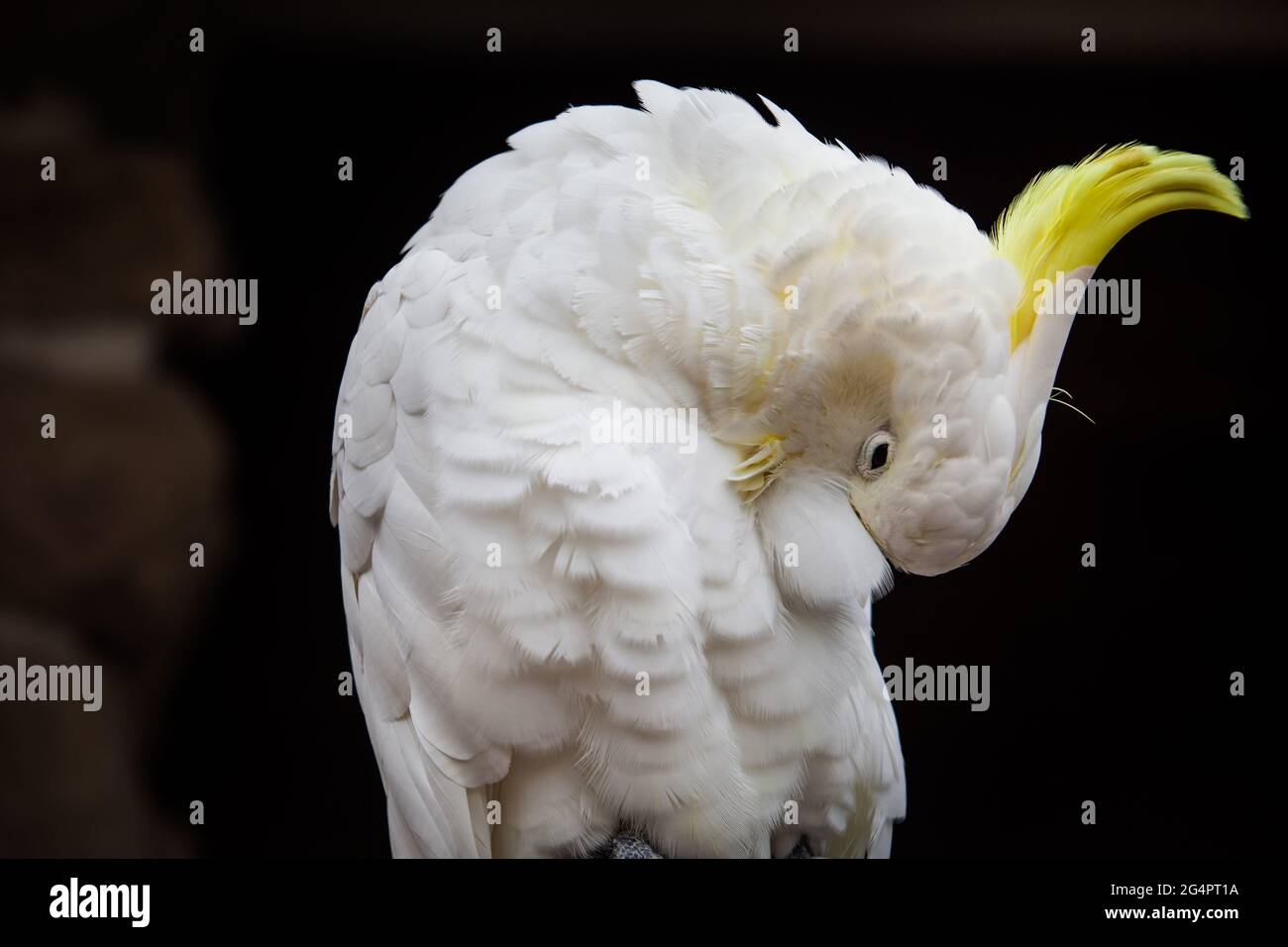 close up of a Sulpher Crested Cockatoo Stock Photo