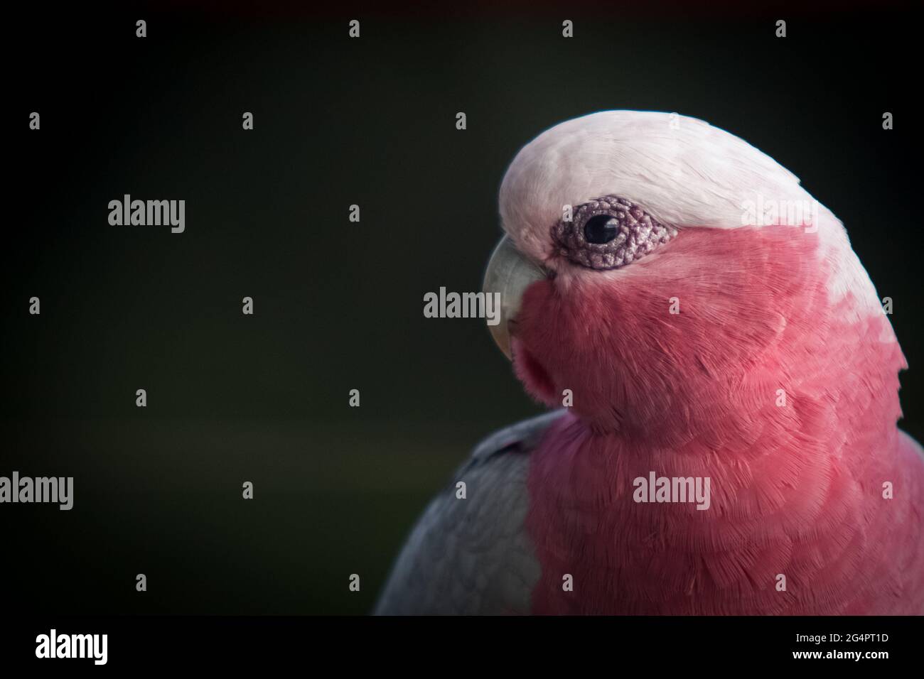 Galah Cockatoo Aka Rose Breasted Cockatoo Guide Prices,, 51 OFF