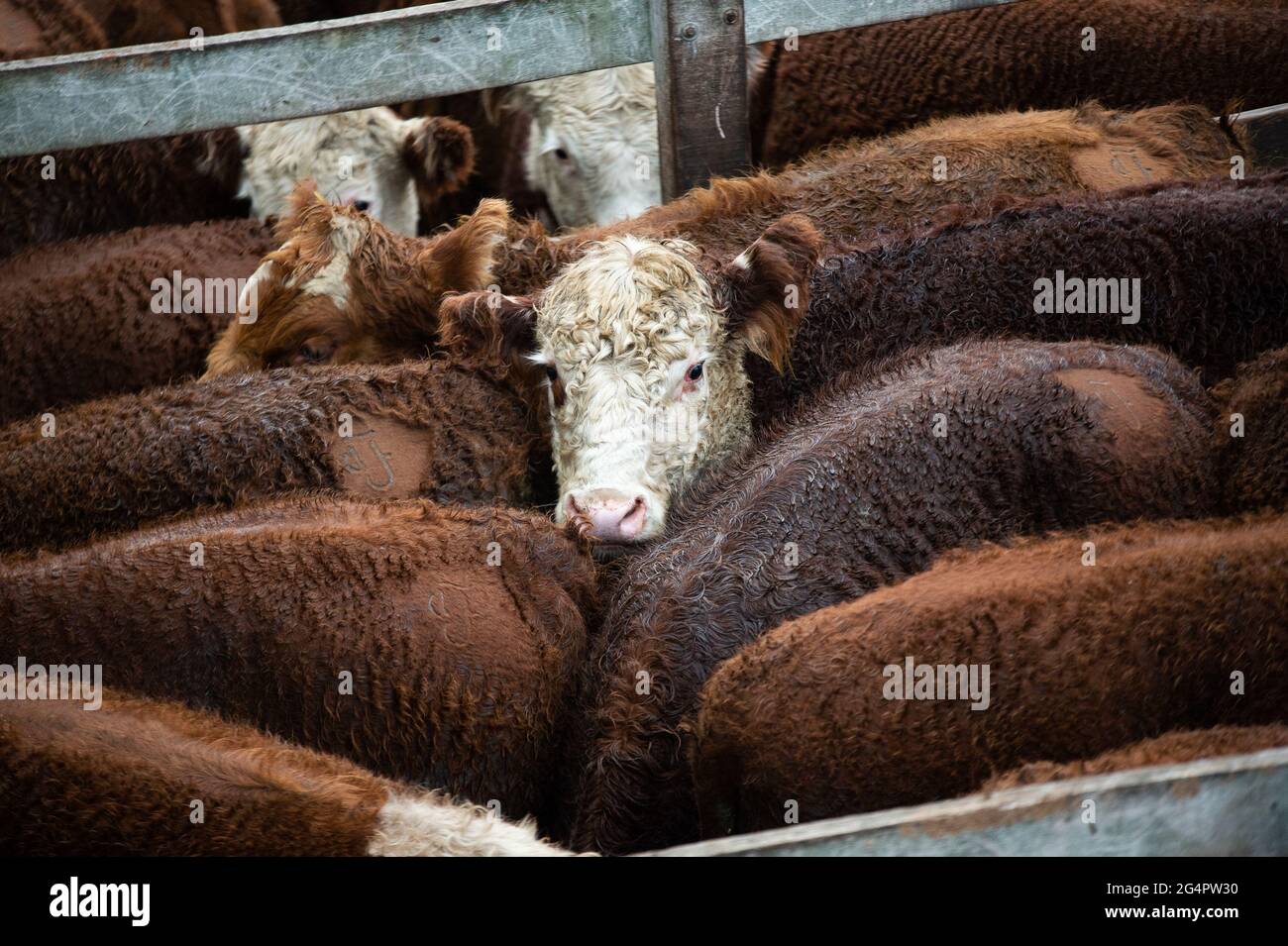 Livestock auctions hires stock photography and images Alamy