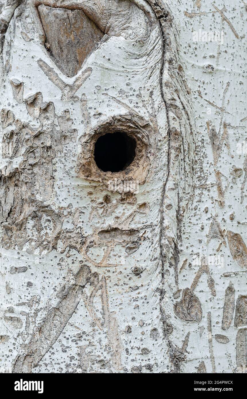 A thick tree trunk with a round hole. Poplar a beautiful bark texture ...