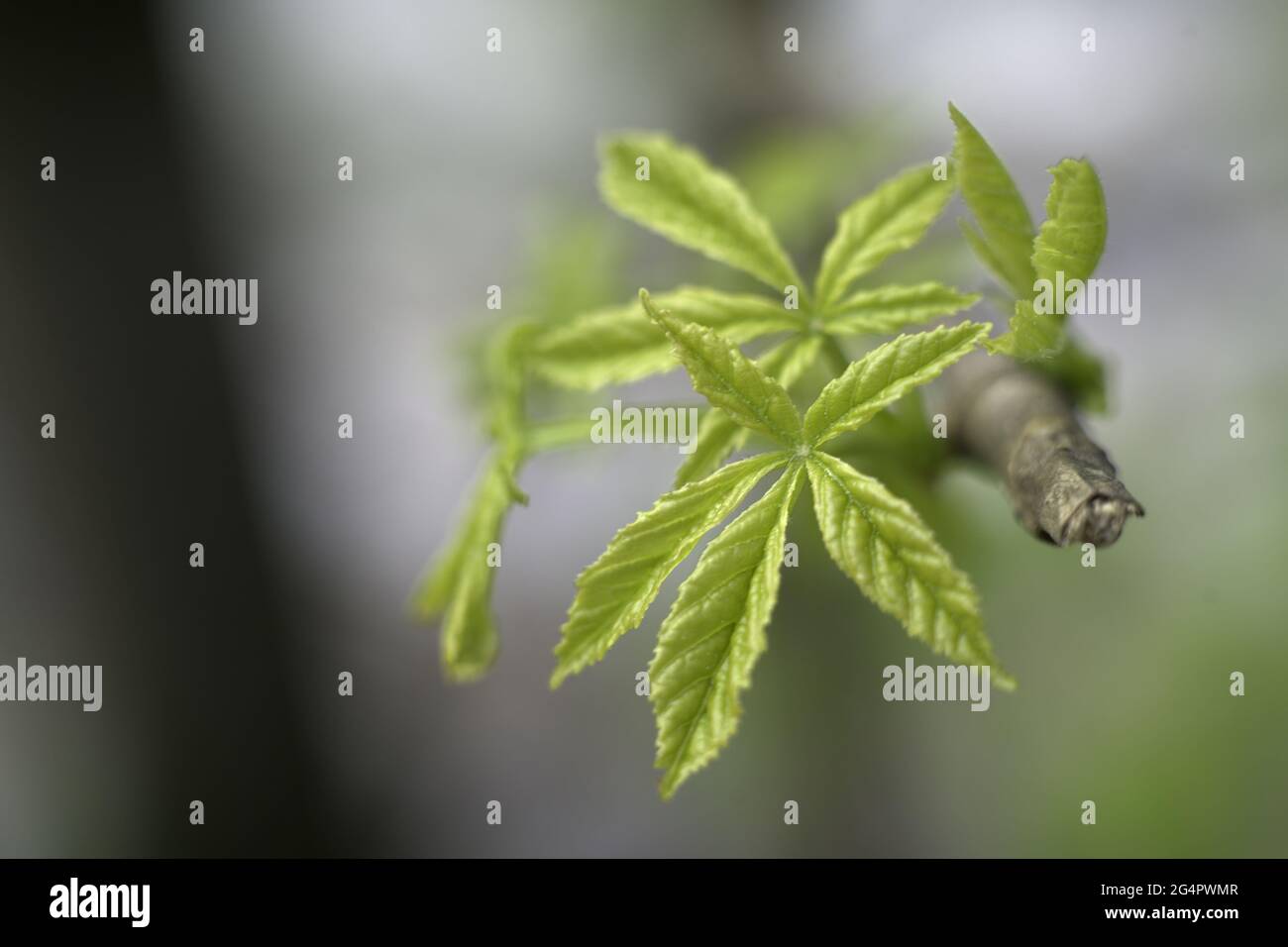 Closeup shot of young hemp leaf on a tree branch Stock Photo Alamy