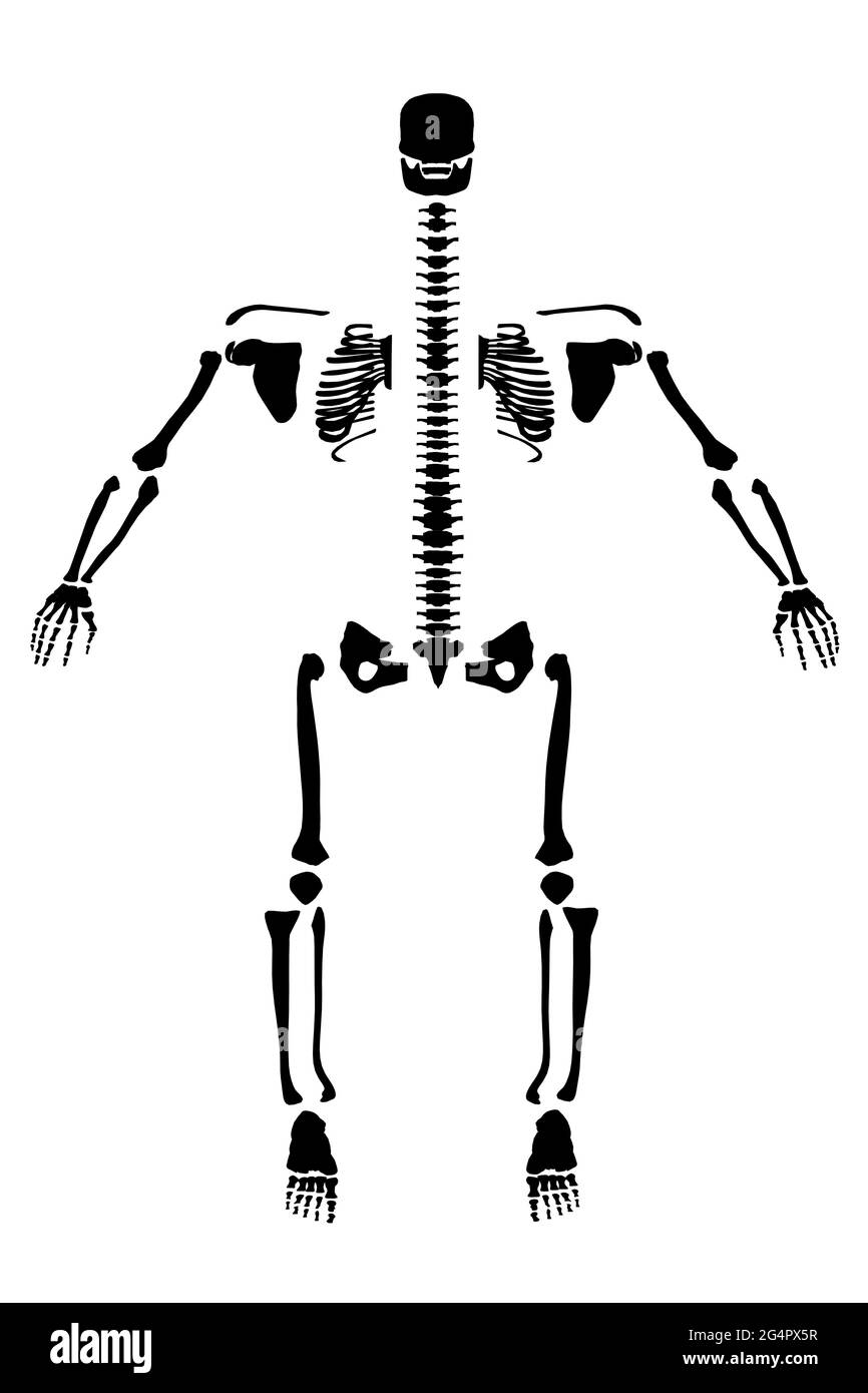 Silhouette of a human skeleton divided to the sides. Front view. Vector illustration. Stock Vector