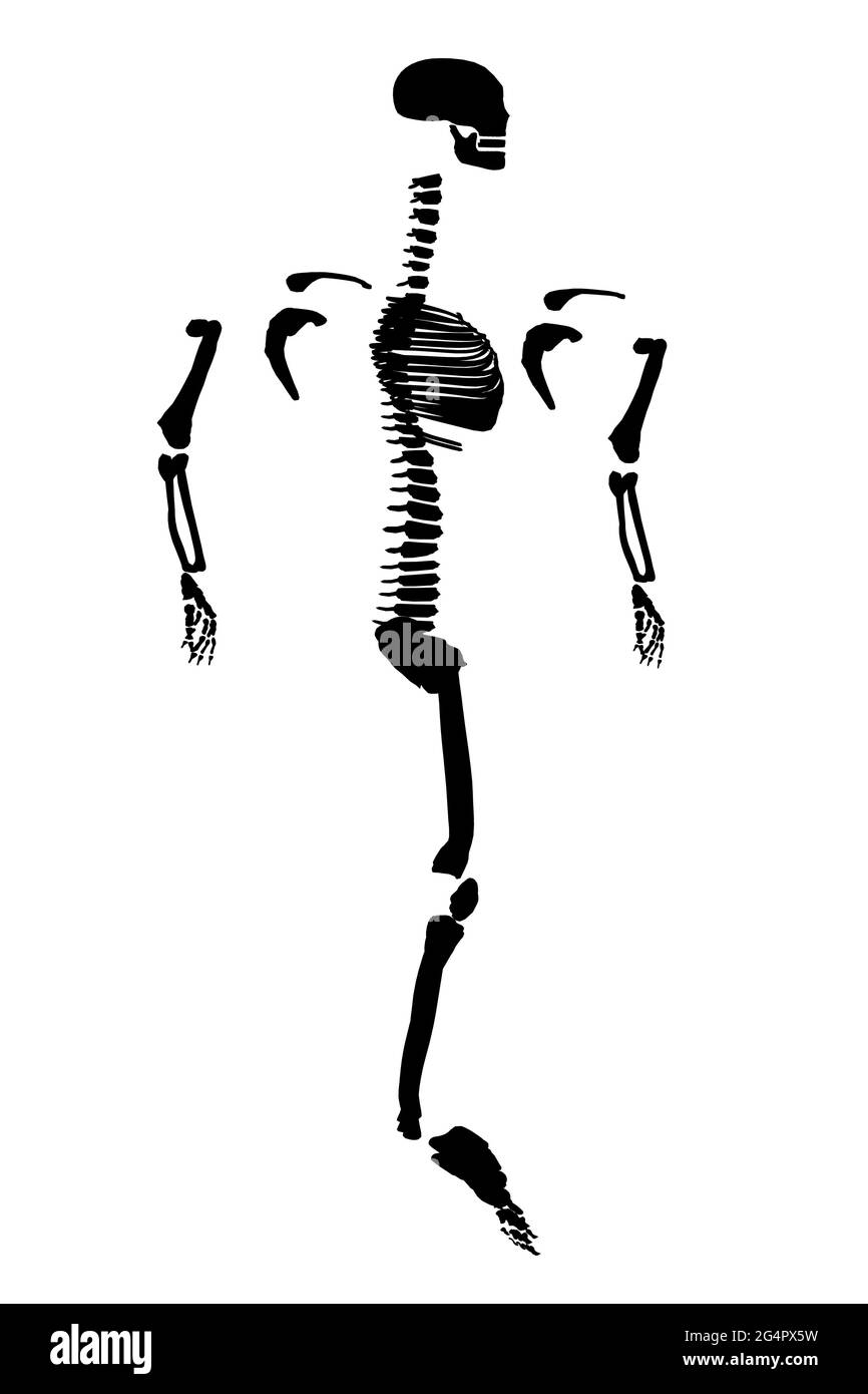 Silhouette of a human skeleton divided to the sides. Side view. Vector illustration. Stock Vector