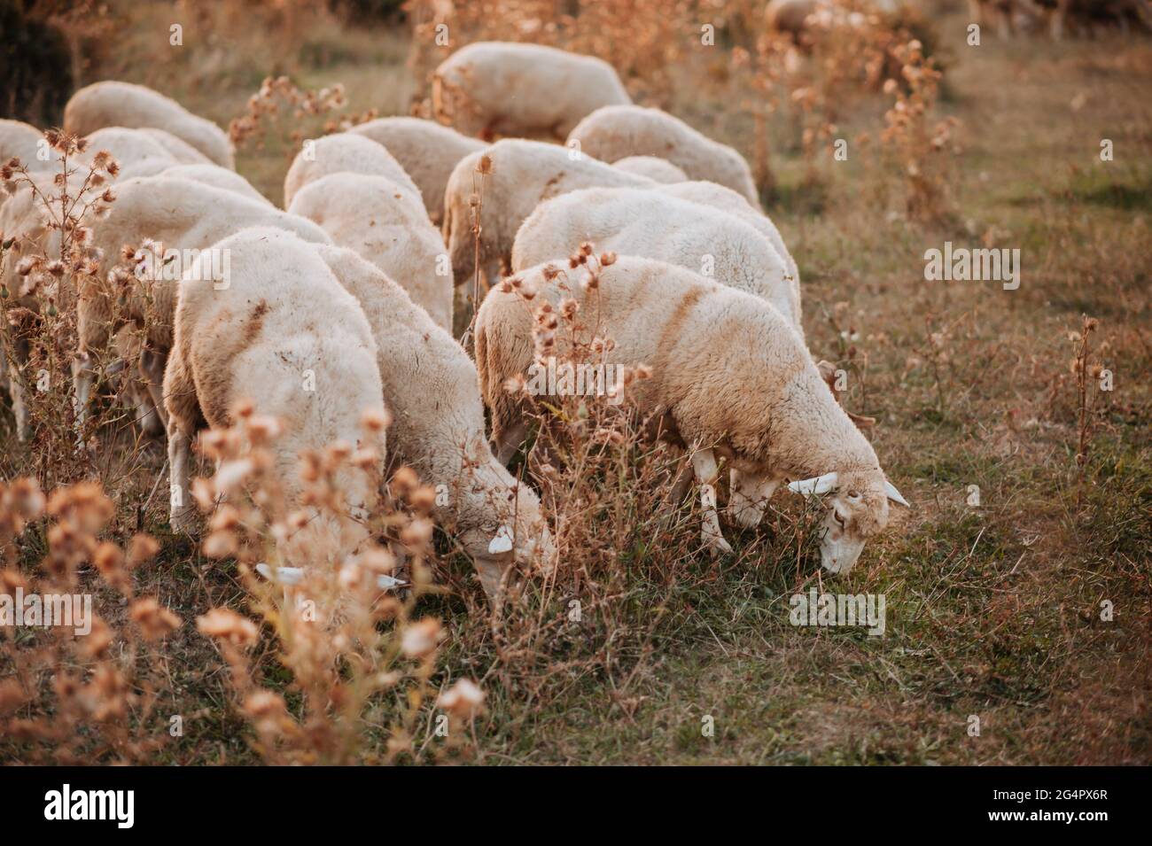 Flock of sheep grazing in a pasture Stock Photo - Alamy