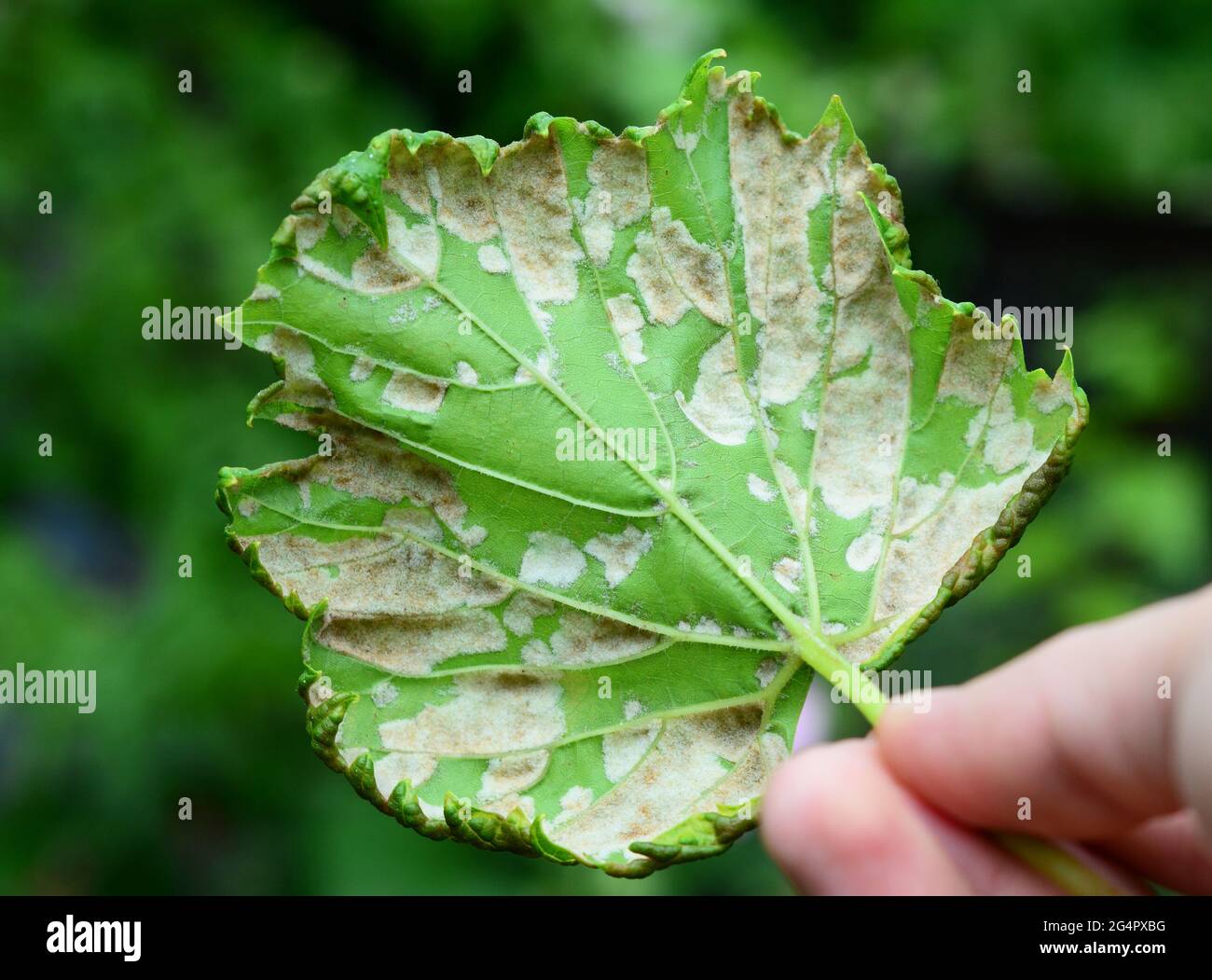 A close-up of a grapevine infected by downy mildew grapevine disease. A grape's leaf with white downy fungal on the underside of the leaf. Stock Photo