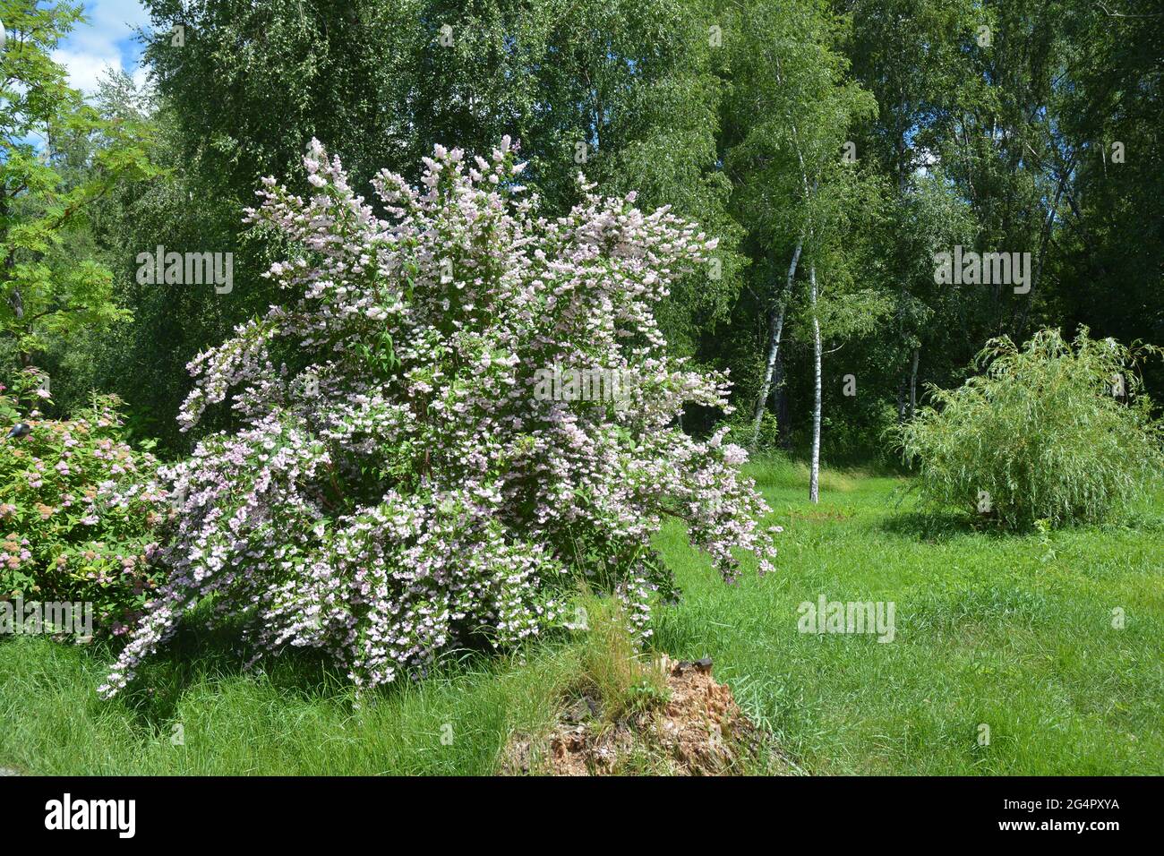 An ornamental bush of Deutzia with pink tender flowers in landscape design. Deutzia scabra Codsall Pink blooming with fuzzy white and pink flowers. Stock Photo