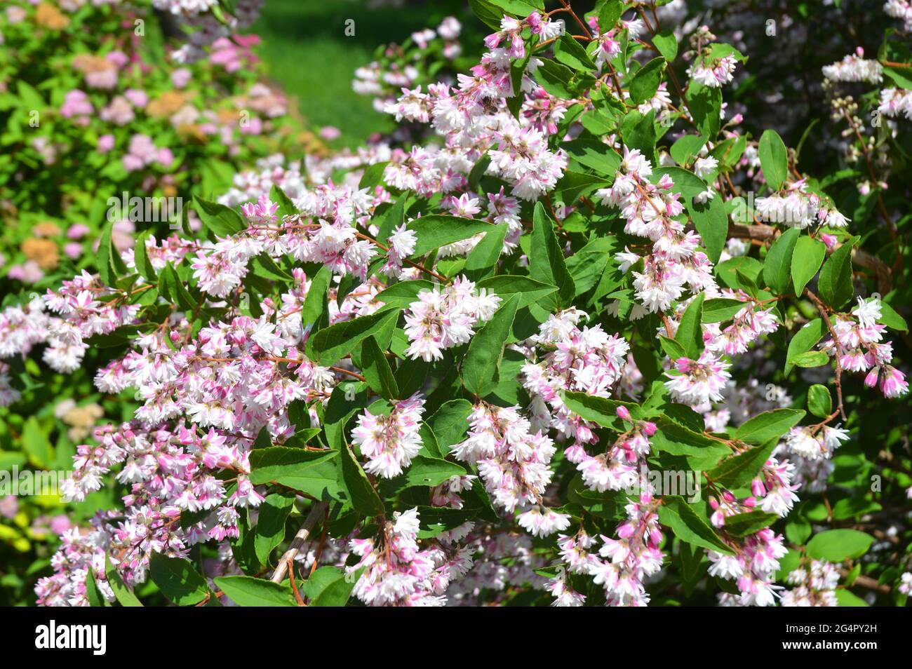 Deutzia bush branches bloom. Blossoming deutzia, or star-shaped flowering bush in the garden. Stock Photo